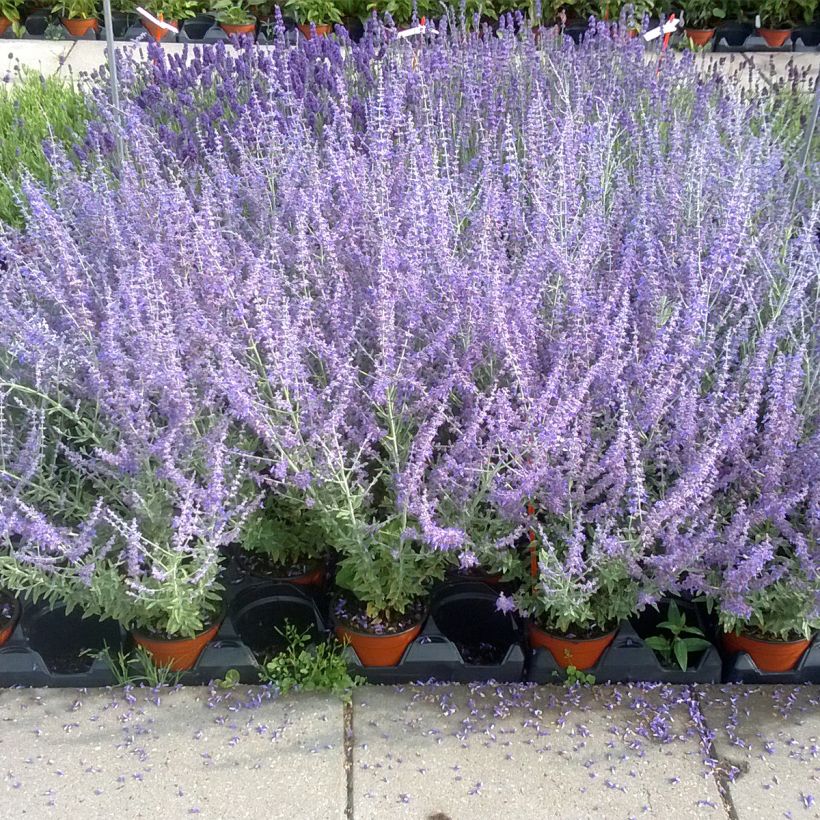 Perovskia atriplicifolia Blue Steel (semi) - Salvia russa (Porto)