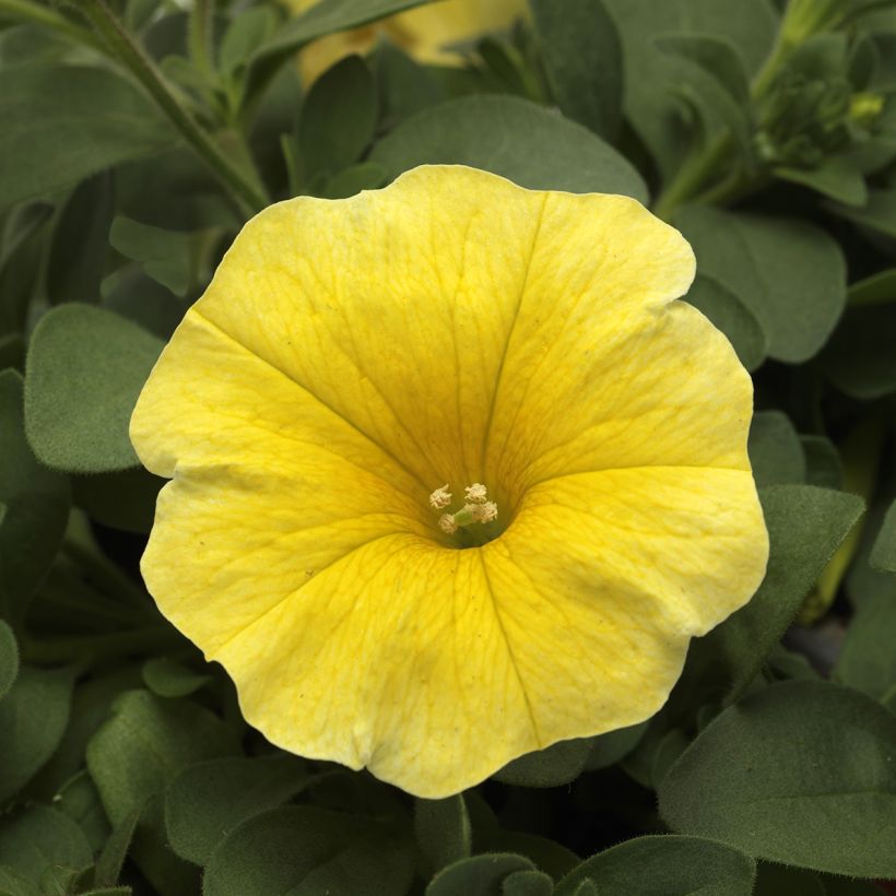 Petchoa Caliburst Yellow (semi) (Fioritura)