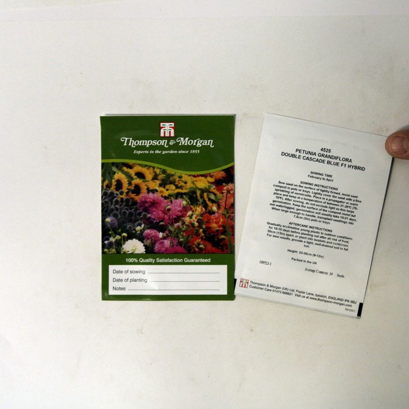 Esempio di esemplare Petunia Double Cascade Blue sacchetto di 30 semi circa come consegnato
