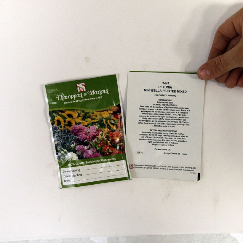 Esempio di esemplare Petunia Mini Bella Picotee Mixed sacchetto di 60 semi circa come consegnato