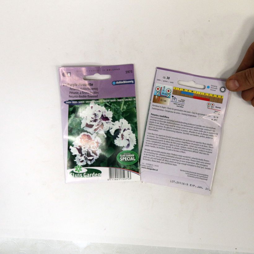 Esempio di esemplare Petunia F1 Purple Pirouette sacchetto di 30 semi circa come consegnato