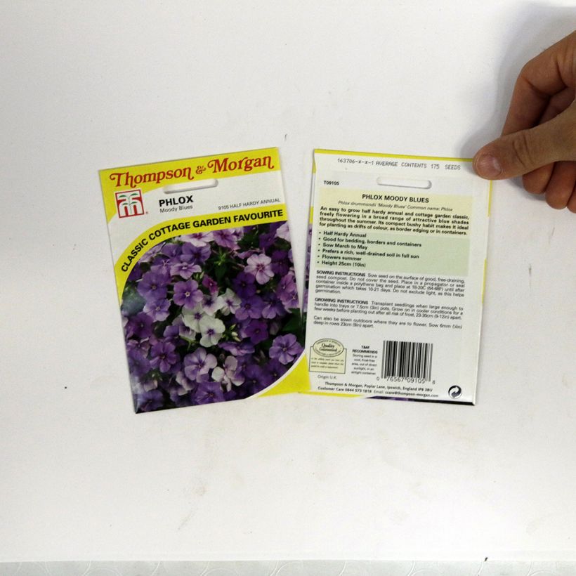 Esempio di esemplare Phlox drummondii Moody Blues sacchetto di 175 semi circa come consegnato