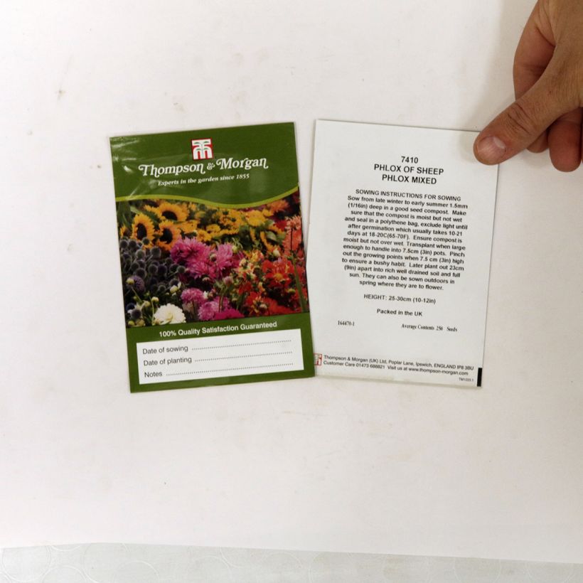Esempio di esemplare Phlox drummondii Phlox Of Sheep sacchetto di 500 semi circa (1g) come consegnato