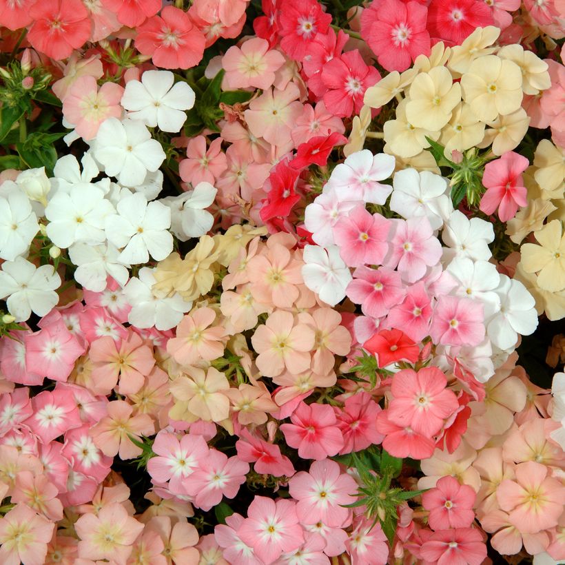 Phlox drummondii Beauty Coral Reef (semi) (Fioritura)