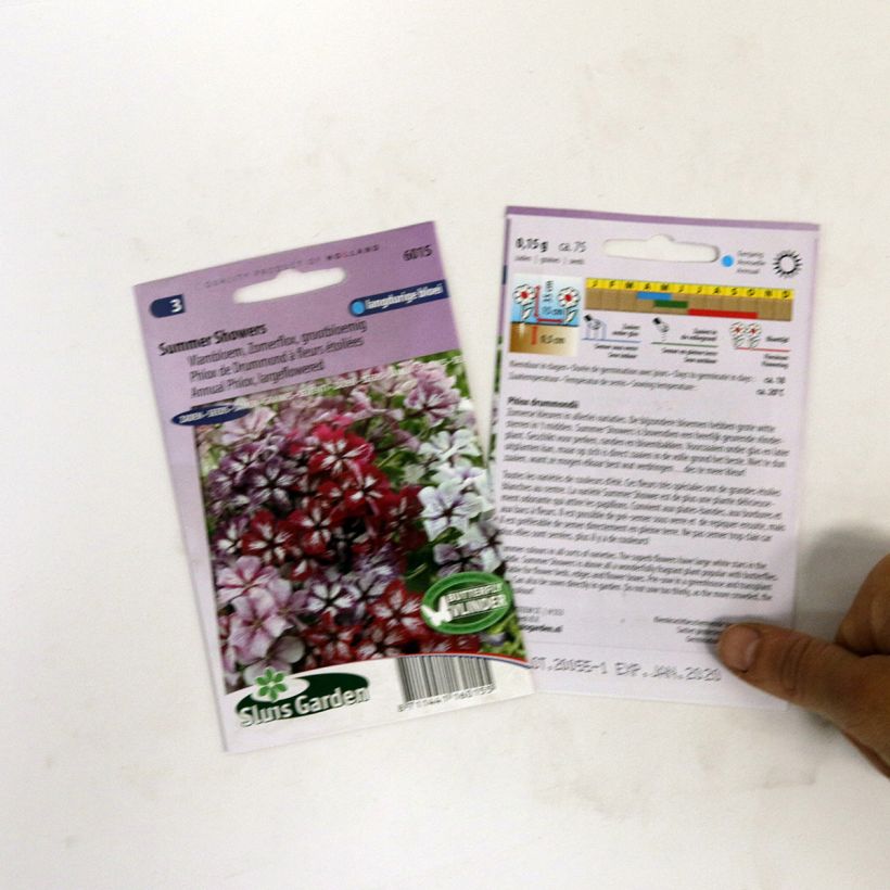 Esempio di esemplare Phlox drummondii Summer Showers Mix sacchetto di 75 semi circa come consegnato