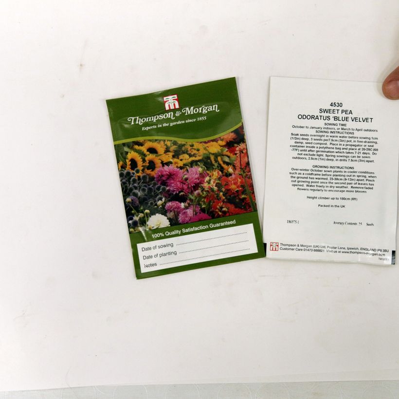 Esempio di esemplare Pisello odoroso Blue Velvet sacchetto di 30 semi circa (3g) come consegnato