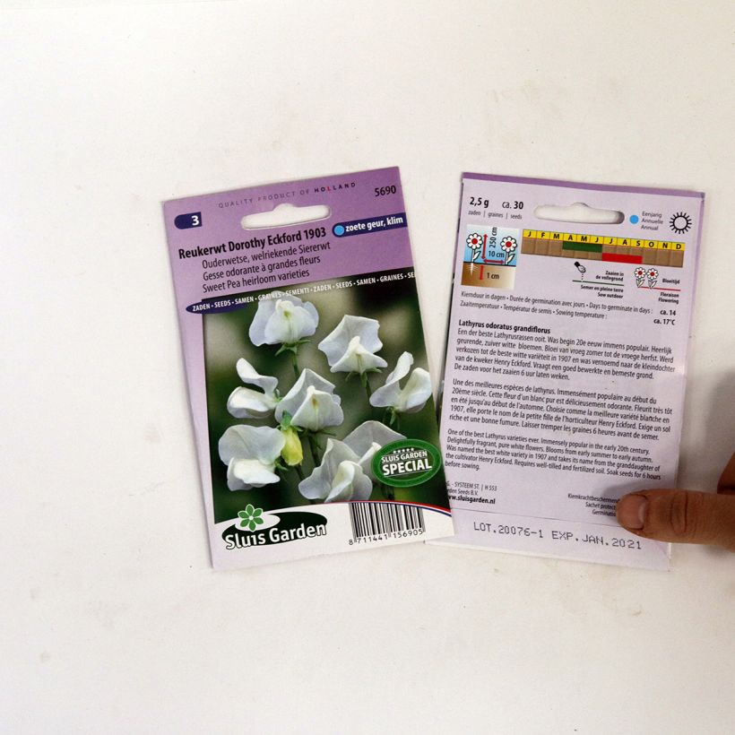Esempio di esemplare Pisello odoroso Dorothy Eckford sacchetto di 30 semi circa come consegnato