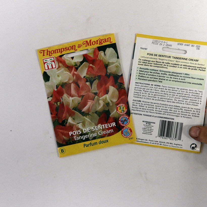 Esempio di esemplare Pisello odoroso Tangerine Cream sacchetto di 25 semi circa come consegnato