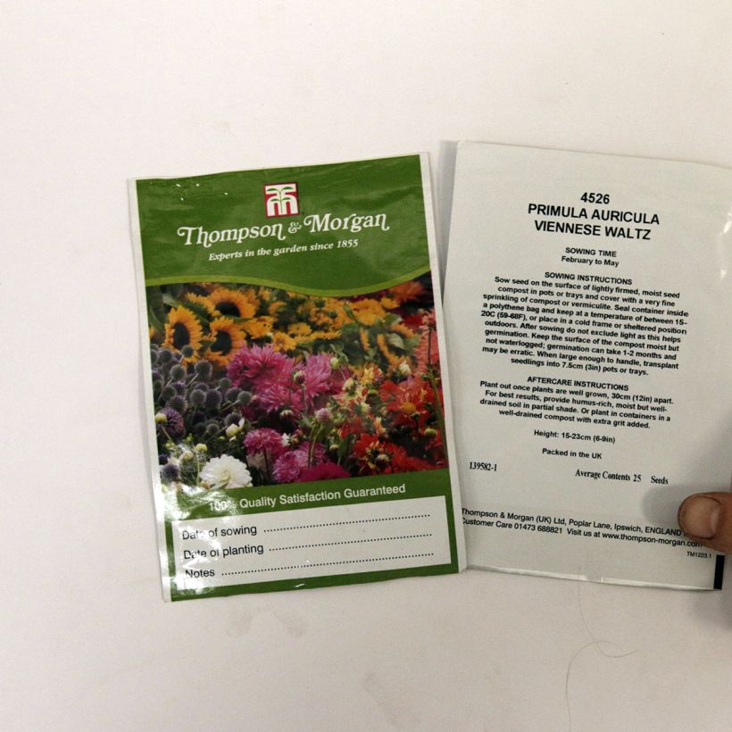 Esempio di esemplare Primula auricula Viennese Waltz - Primula orecchia d'orso sacchetto di 25 semi circa come consegnato