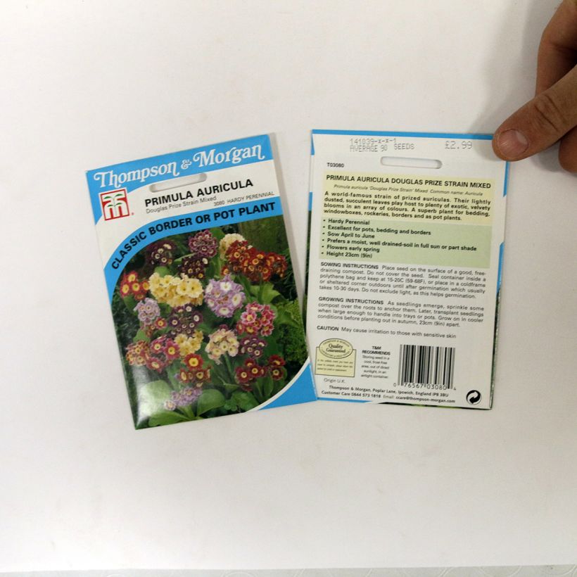 Esempio di esemplare Primula auricula Douglas Prize Mix - Primula orecchia d'orso sacchetto di 250 semi circa (0,1g) come consegnato