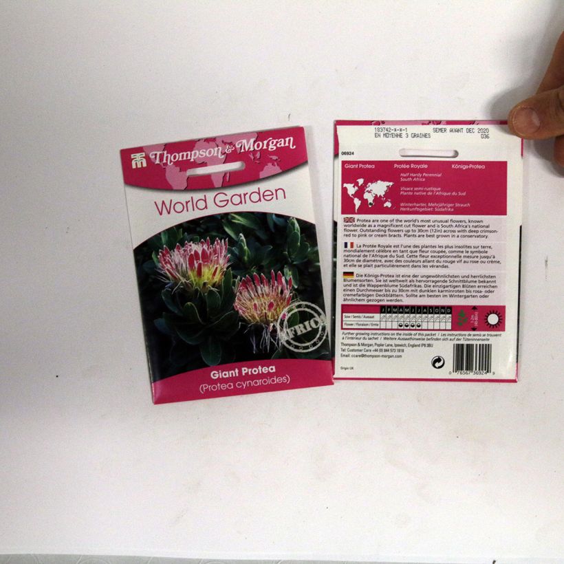 Example of Protea cynaroides (semi) - Protea Re sacchetto di 40 semi circa as you get