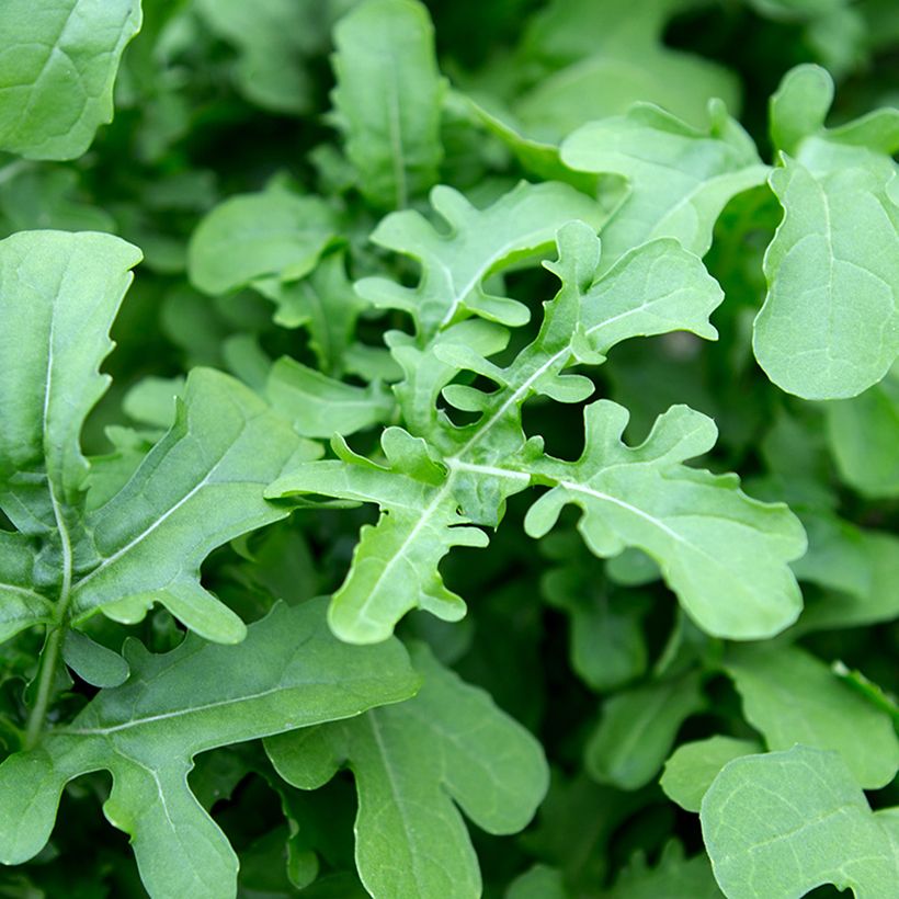 Rucola violacea Esmée BIO (Foliage)