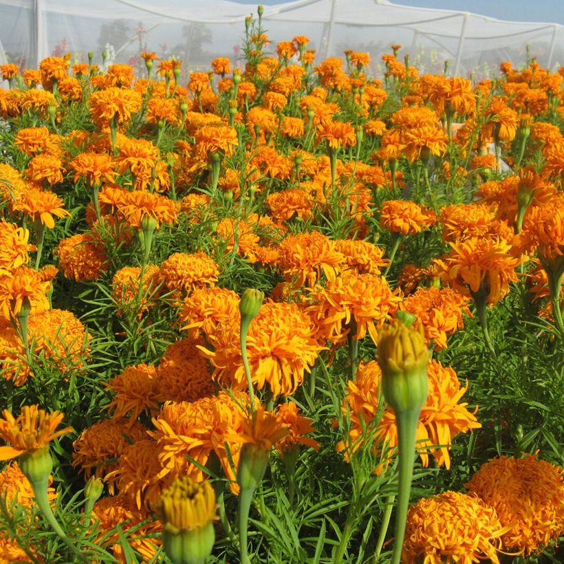 Tagetes erecta Fantastic Orange (semi) - Tagete eretta (Fioritura)