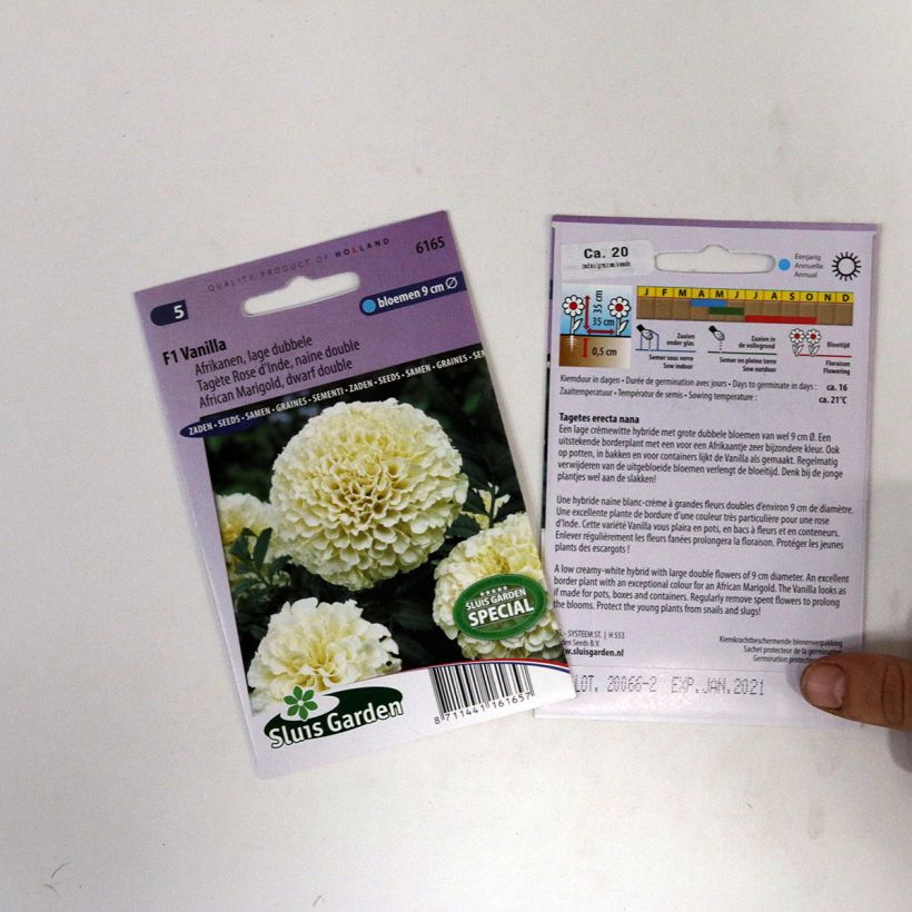 Esempio di esemplare Tagetes erecta nana Vanilla sacchetto di 15 semi circa come consegnato