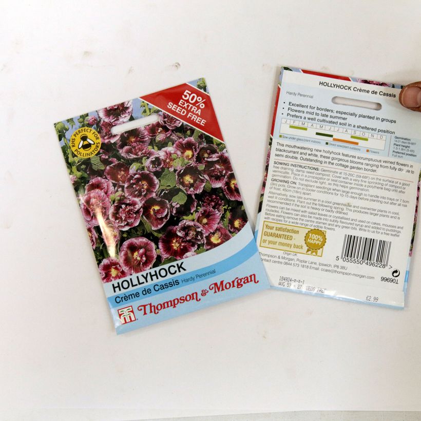 Esempio di esemplare Alcea rosea Crème de cassis - Malvarosa sacchetto di 20 semi circa (0.48g) come consegnato