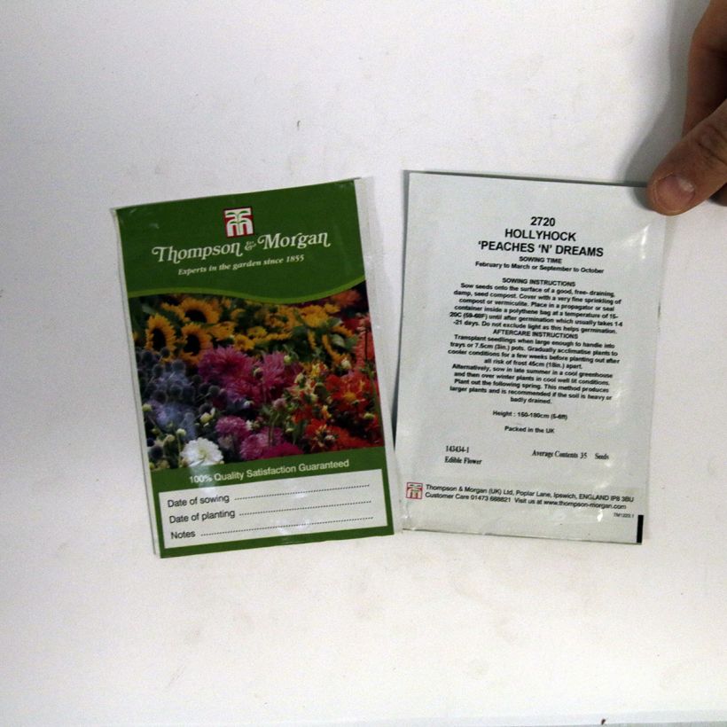 Esempio di esemplare Alcea rosea Peaches N Dreams - Malvarosa sacchetto di 100 semi circa (1g) come consegnato