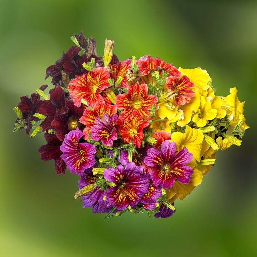 Salpiglossis sinuata Royale F1 Mix (Fioritura)