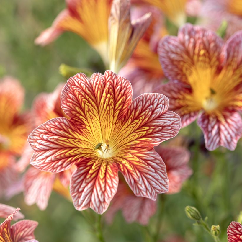 Salpiglossis sinuata Tora Red (Semi rivestiti) (Fioritura)