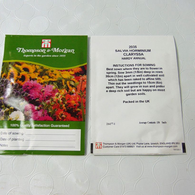 Esempio di esemplare Salvia viridis var. comata Claryssa Mixed - Salvia annuale sacchetto di 150 semi circa come consegnato
