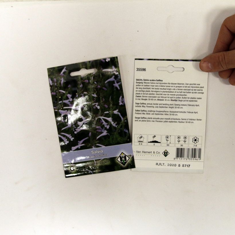 Esempio di esemplare Salvia scabra Saffina sacchetto di 80 semi circa come consegnato