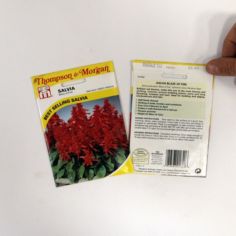 Esempio di esemplare Salvia splendens Blaze Of Fire - Salvia rossa sacchetto di 100 semi circa (0,4g) come consegnato