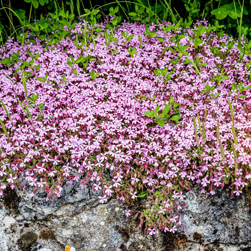 Saponaria ocymoides (semi) - Saponaria rossa (Porto)
