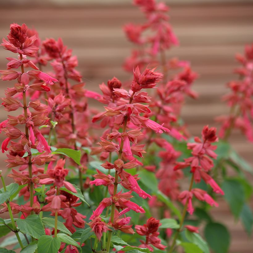 Salvia splendens Estella Coral (semi) - Salvia rossa (Flowering)