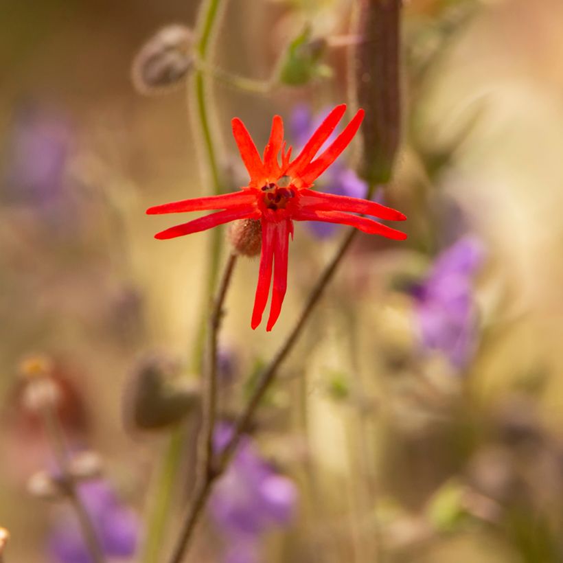 Silene laciniata Jack Flash (Flowering)