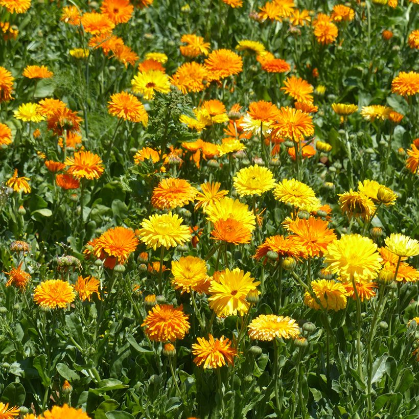 Calendula officinalis Pacific Beauty Mix (semi) - Calendola (Porto)