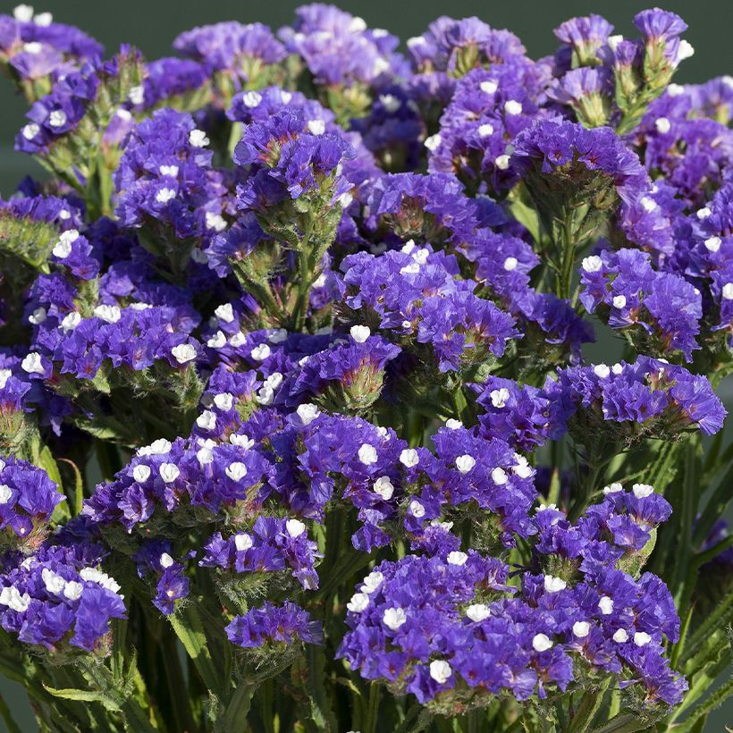 Limonium sinuatum Forever Blue - Statice (Flowering)