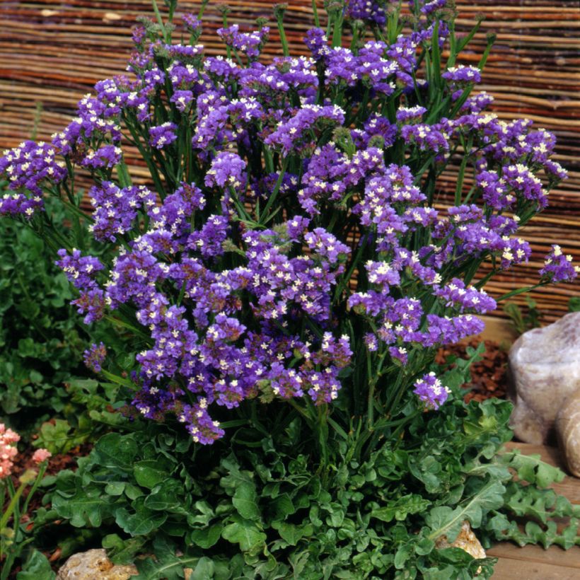 Limonium sinuatum Forever Blue - Statice (Plant habit)