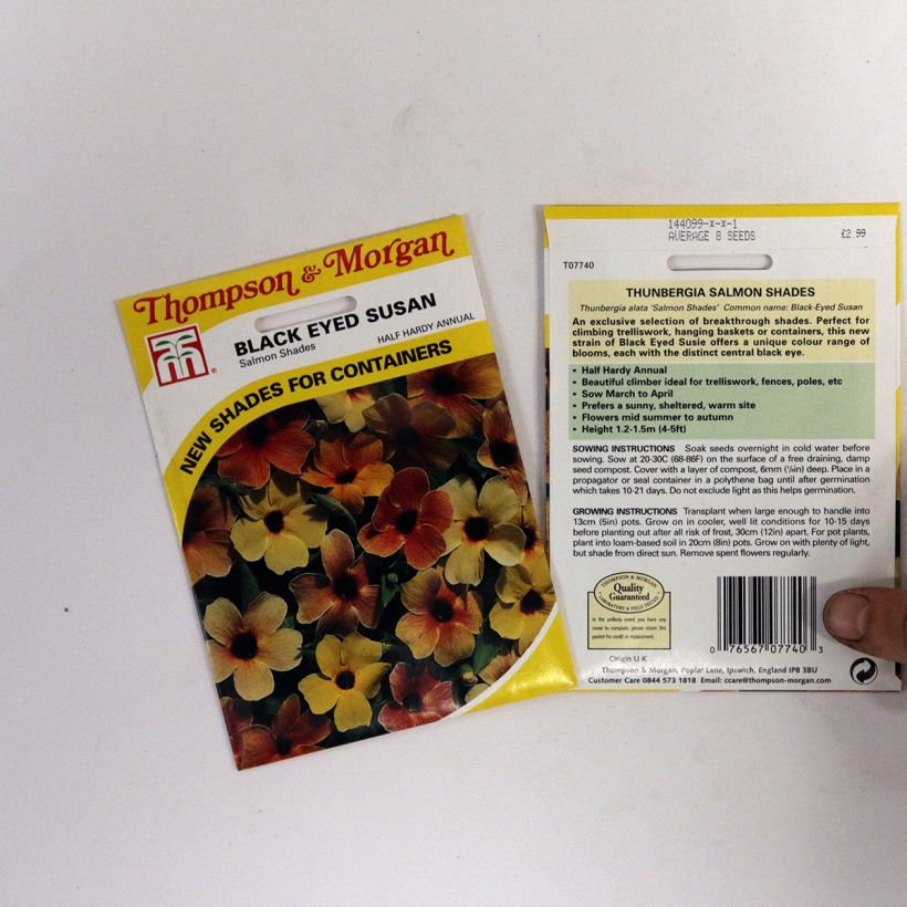Esempio di esemplare Susanna dagli occhi neri Salmon Shades - Thunbergia alata sacchetto di semi da 2 grammi come consegnato