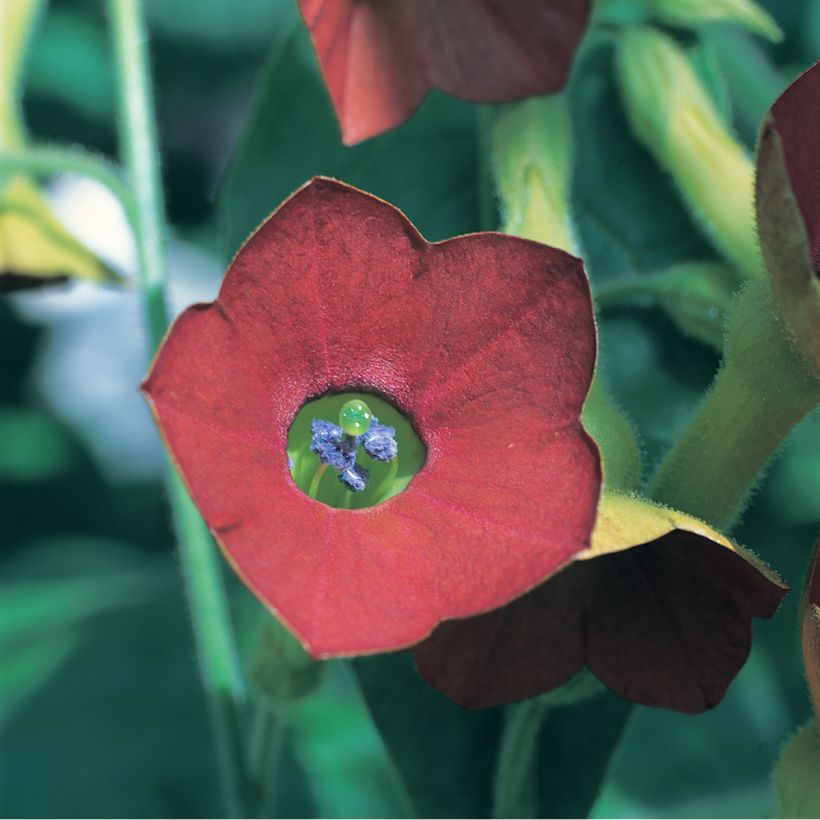 Tabacco alato Tinkerbell F1 (Fioritura)