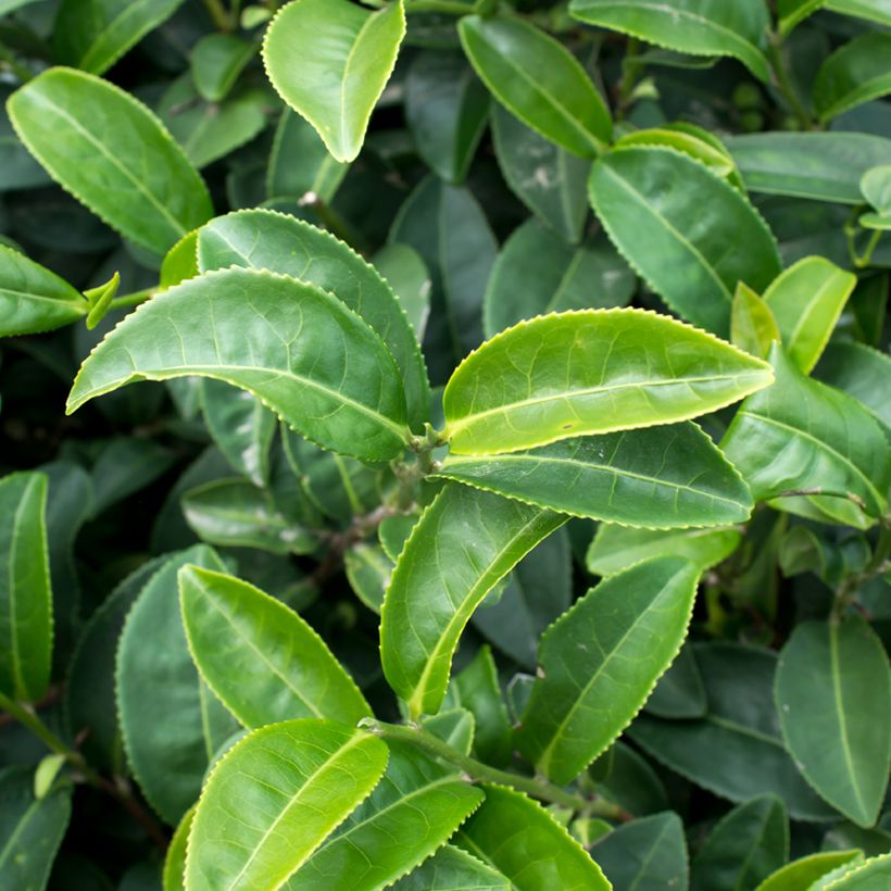 Pianta del tè - Camellia sinensis (semi) (Foliage)