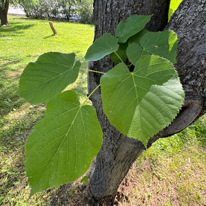 Tilia cordata - Tiglio selvatico (semi) (Fogliame)