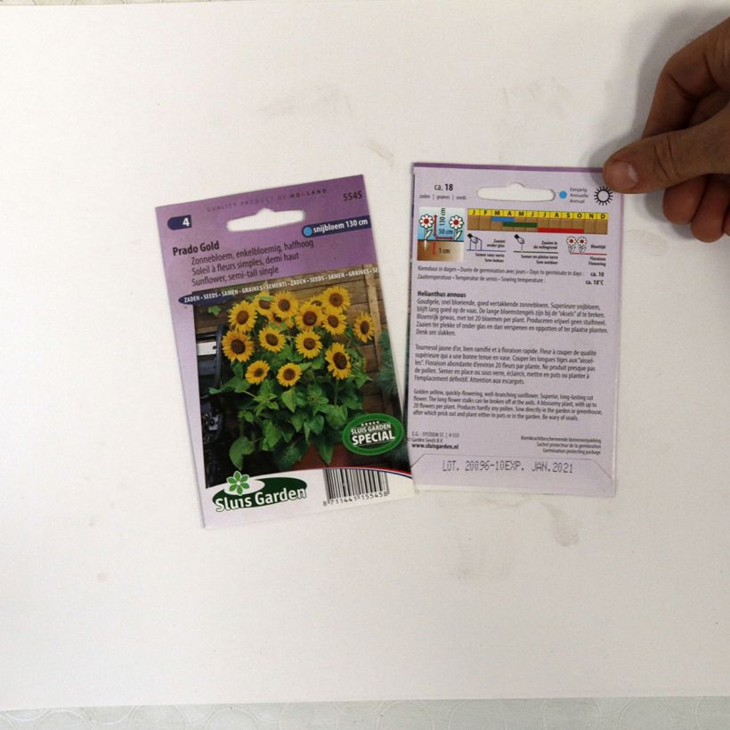 Esempio di esemplare Girasole Prado Gold sacchetto di 18 semi circa come consegnato