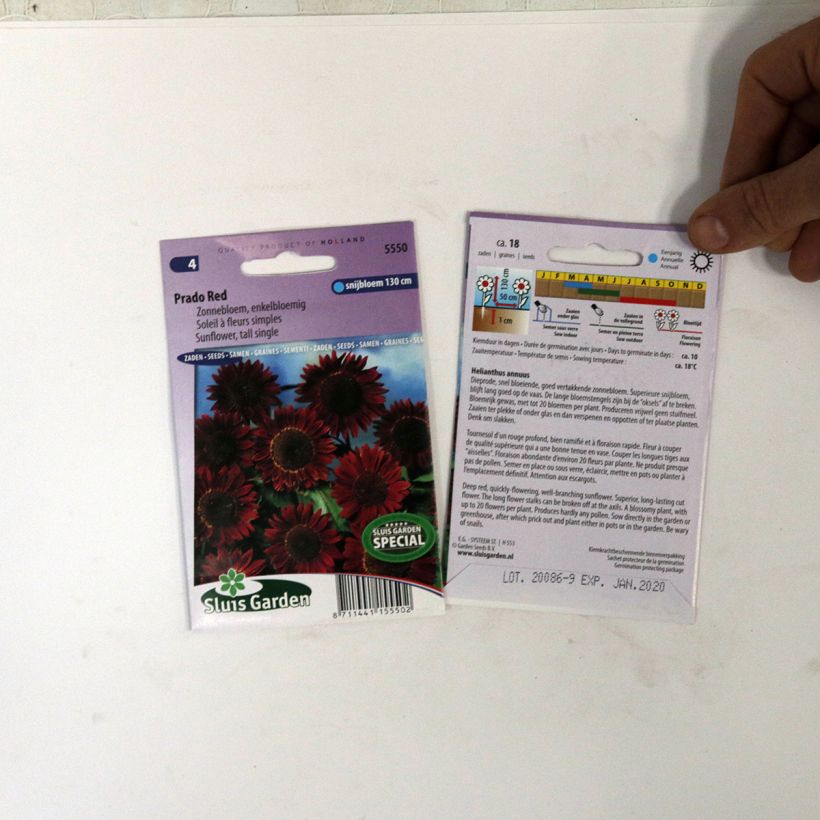 Esempio di esemplare Girasole Prado Red sacchetto di 18 semi circa come consegnato