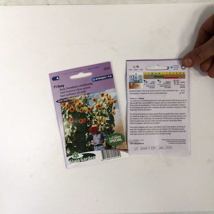 Esempio di esemplare Girasole Kong F1 sacchetto di 18 semi circa come consegnato