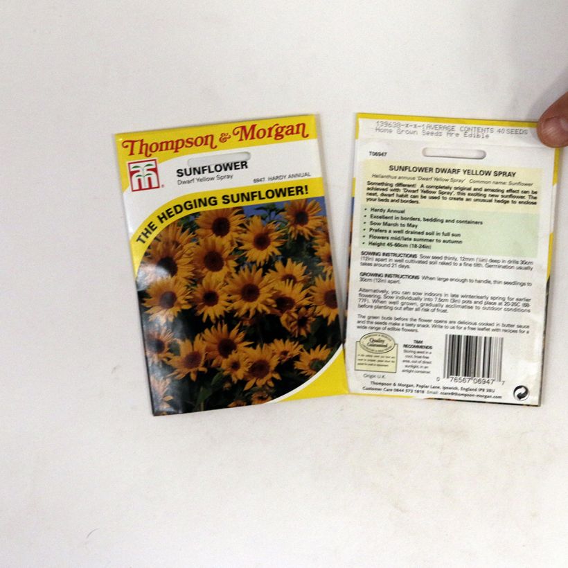 Esempio di esemplare Girasole Dwarf Yellow Spray sacchetto di 40 semi circa come consegnato