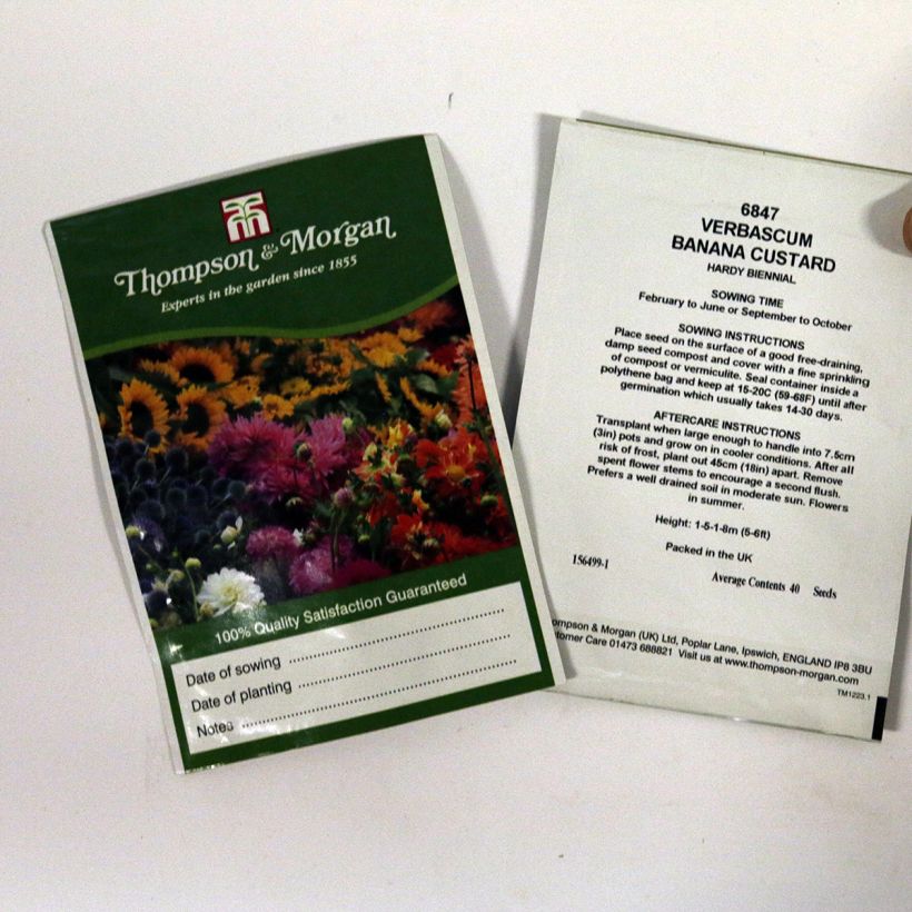 Example of Verbascum Banana Custard - Verbasco sacchetto di 40 semi circa as you get