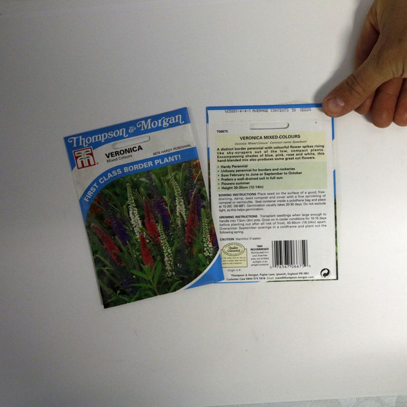 Esempio di esemplare Veronica Mixed colours sacchetto di 50 semi circa come consegnato