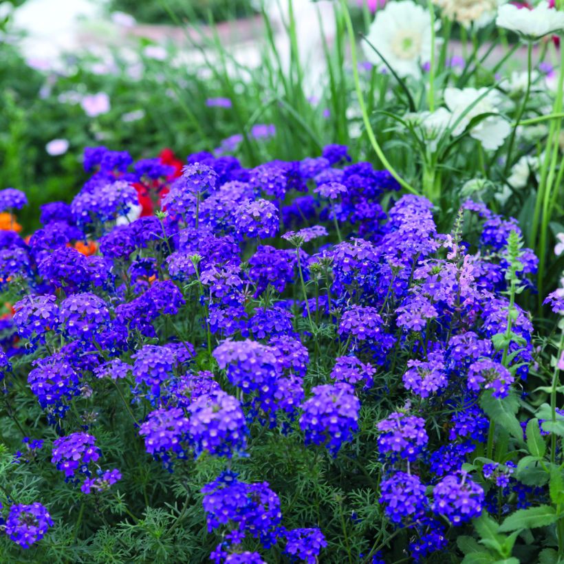 Verbena Imagination (semi) (Porto)