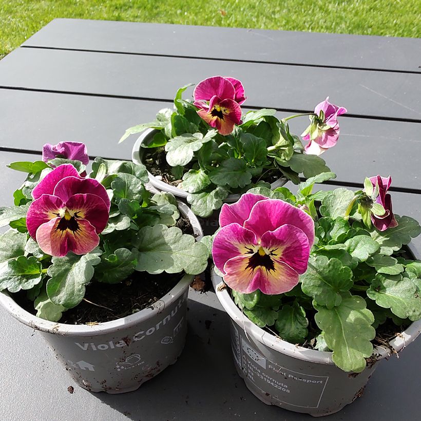 Viola cornuta Laeta Antique Shades (semi) (Fioritura)