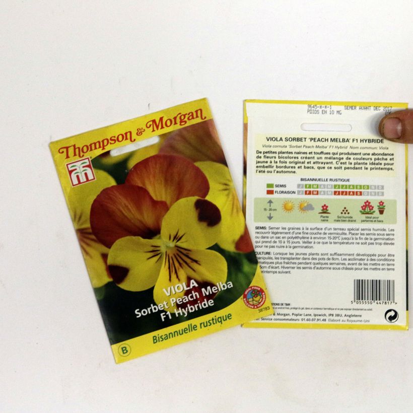 Esempio di esemplare Viola cornuta Sorbet Peach Melba F1 Hybrid sacchetto di semi da 2 grammi come consegnato