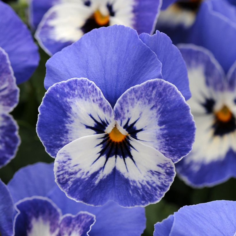 Viola cornuta Sorbet XP Delft Blue (semi) (Fioritura)