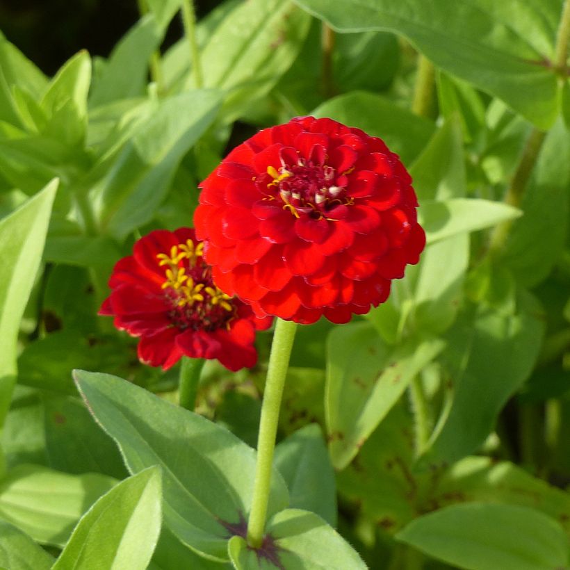 Zinnia elegans Lilliput Scarlet Gem (semi) (Fioritura)