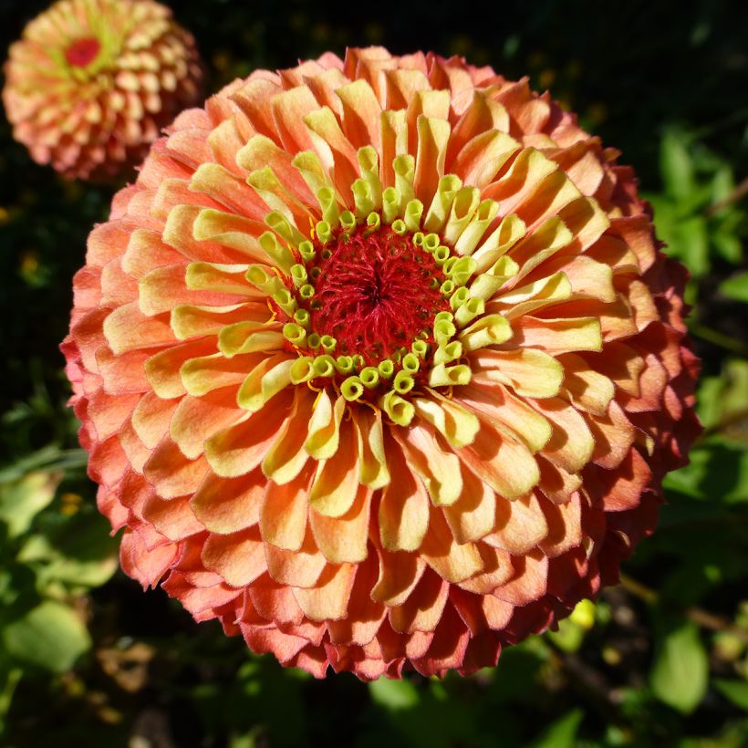 Zinnia elegans Queen Lime Bicolors Mix (semi) (Flowering)