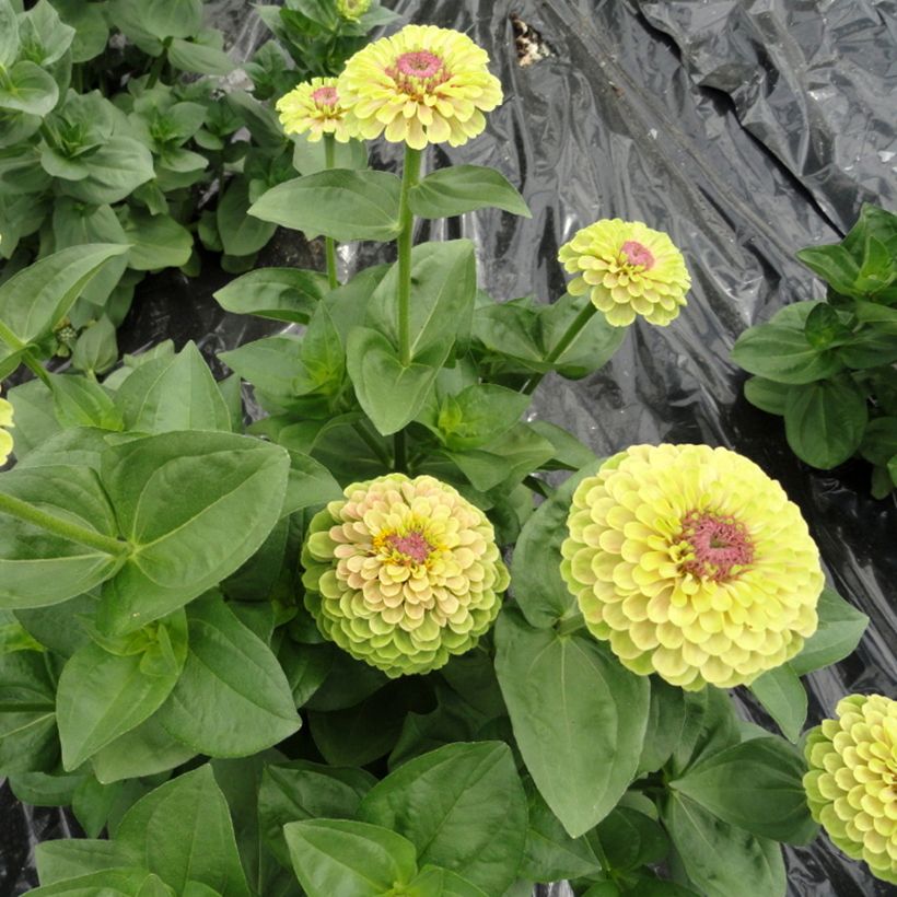 Zinnia Queen Lime with Blotch (Plant habit)