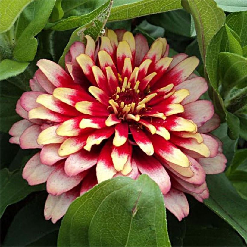 Zinnia Swizzle Cherry & Ivory (Fioritura)