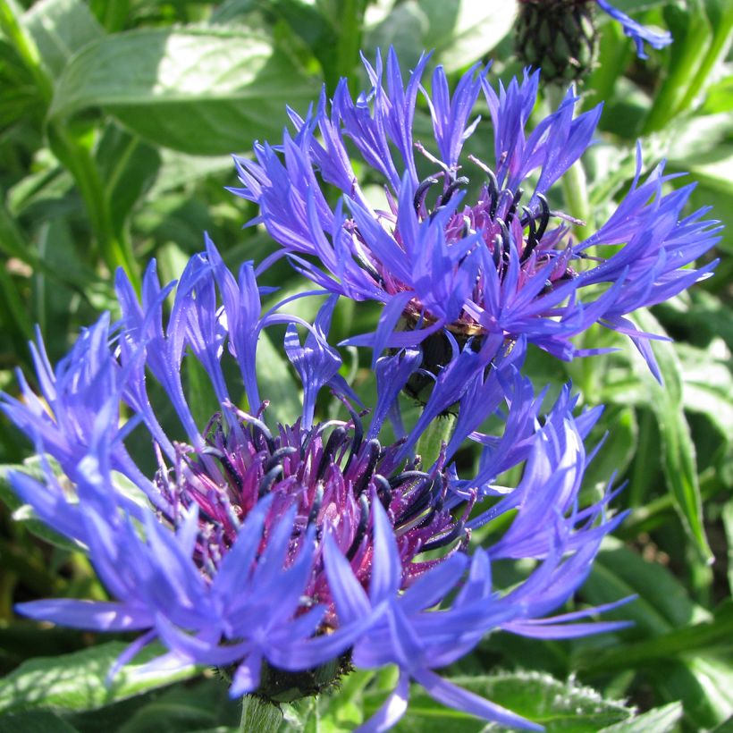 Centaurea montana (semi) - Fiordaliso montano (Fioritura)